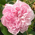 May Rose
