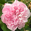 May Rose