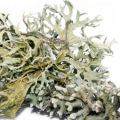 Oak Moss