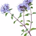 Thyme