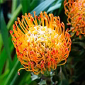 African Orange Flower