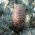 Atlas Cedar
