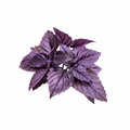 Black Basil