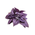 Black Basil