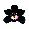 Black Orchid