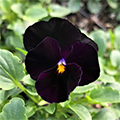 Black Violet