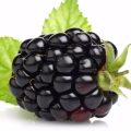 Blackberry