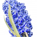 Blue Hyacinth