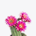 Cactus Flower