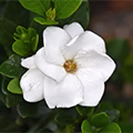 Californian Gardenia
