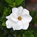 Californian Gardenia