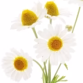 Chamomile