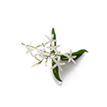 Egyptian Jasmine