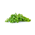 Green Coriander