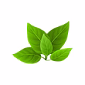 Green Leaves