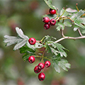 Hawthorn