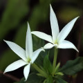 Karo Karounde