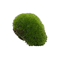Moss