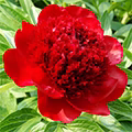 Red Peony