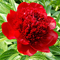 Red Peony