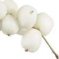 Snowberry