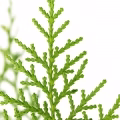 Thuja
