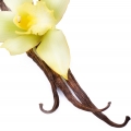Natural Vanilla