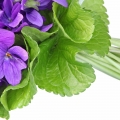 Violet Root