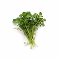 Watercress