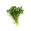 Watercress