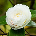 White Camellia