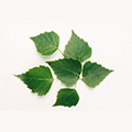 Birch Leaf