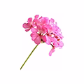 Bourbon Geranium