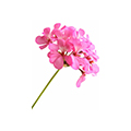 Bourbon Geranium