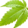cannabis