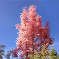 Chinese Cedar