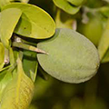 Egyptian balsam