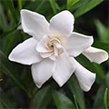 GARDINIA