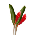Ginger flower