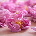 Grasse Rose