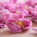Grasse Rose
