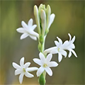 Indian Tuberose