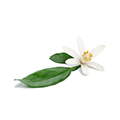 Lime Blossom