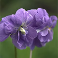 Parma Violet