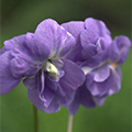 Parma Violet