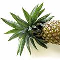 Pineapple Leaf