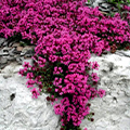 Red Thyme