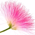 Silk Tree blossom