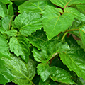 Singapore Patchouli
