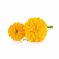 Tagetes